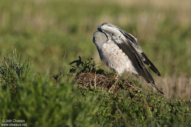 Montagu's Harrier, identification