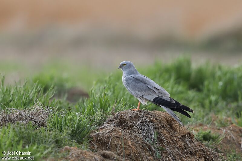 Montagu's Harrier, identification