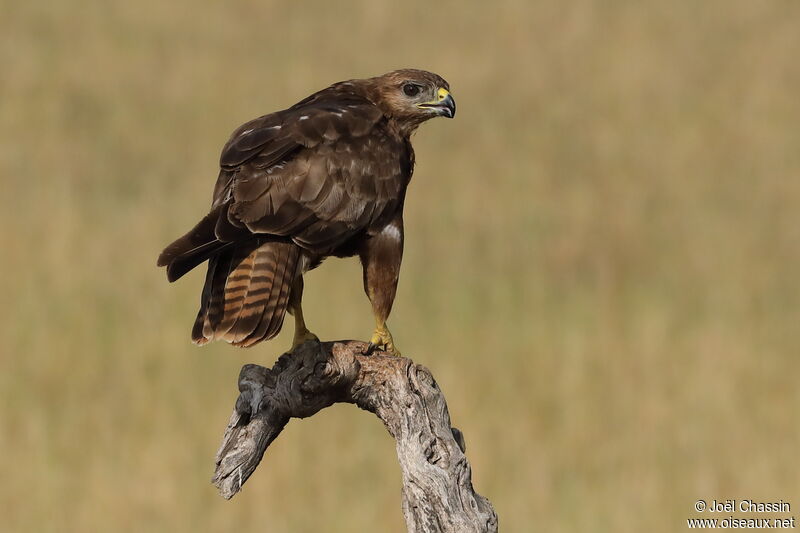 Buse variable, identification