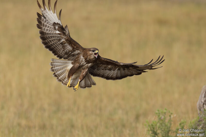 Buse variable, identification