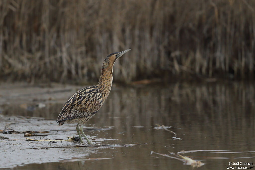 Butor étoilé, identification