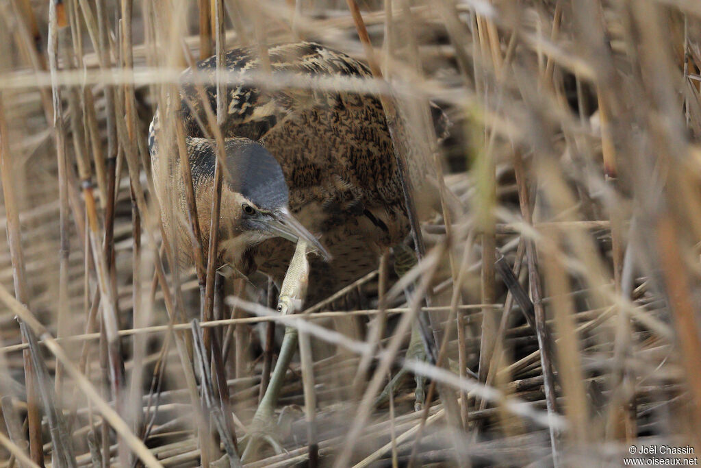 Butor étoilé, identification, pêche/chasse
