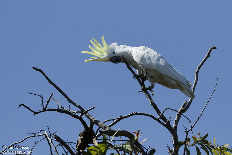 Sulphur-crested Cockatoo, identification