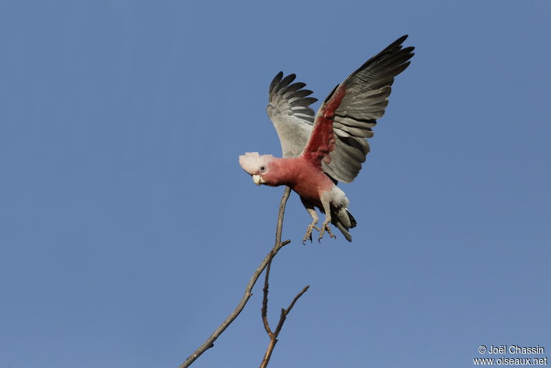 Galah, identification