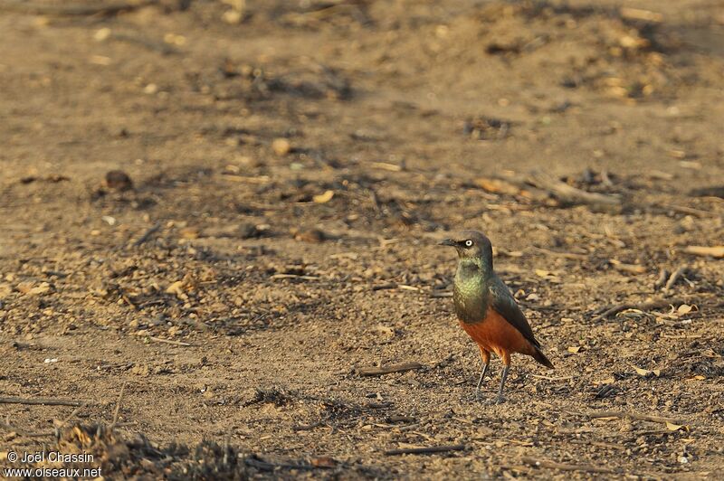 Chestnut-bellied Starling, identification