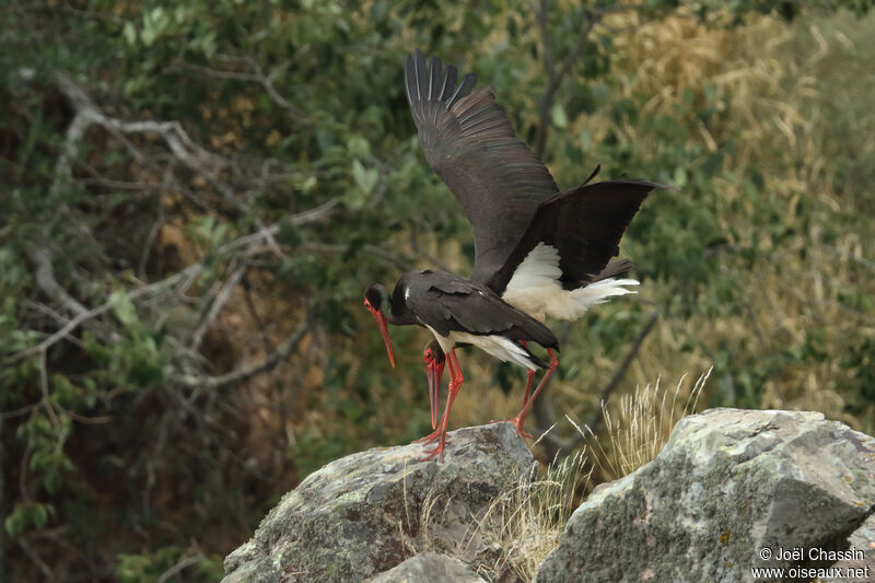 Cigogne noireadulte