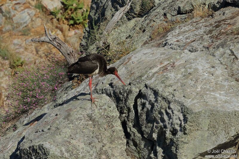 Black Stork, identification