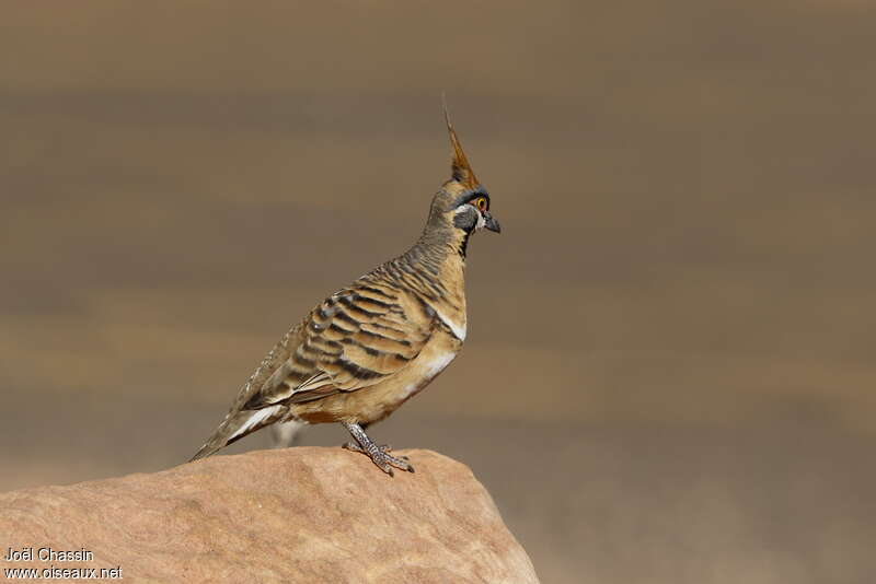 Spinifex Pigeonadult, habitat