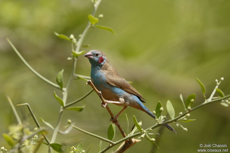 Cordonbleu à joues rouges, identification