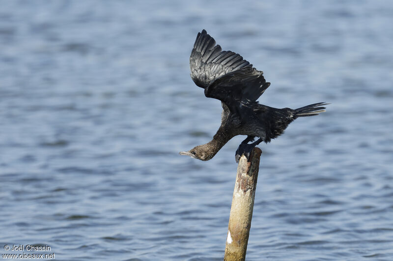 Cormoran pygmée, identification