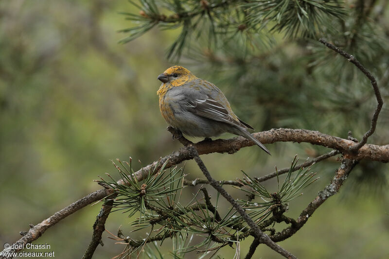 Pine Grosbeak female