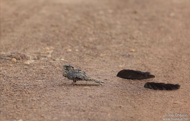 Standard-winged Nightjar male adult