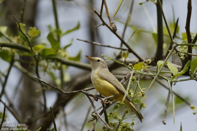 Érémomèle à dos vert, identification