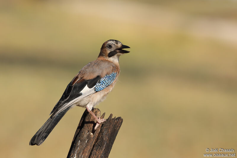 Geai des chênes, identification