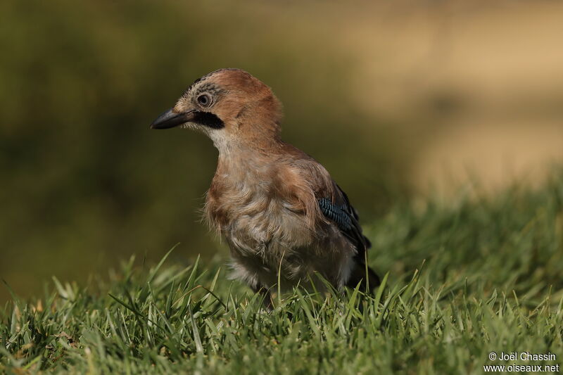 Geai des chênes, identification