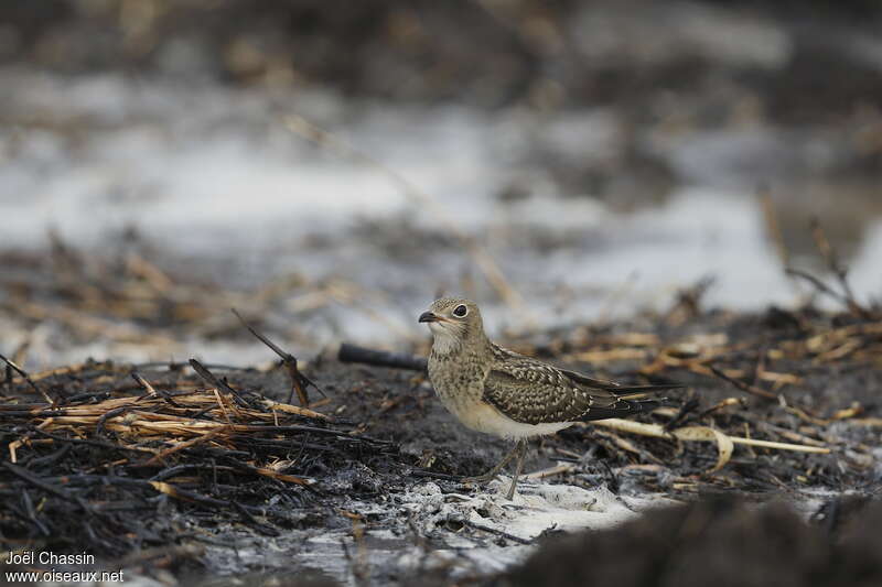 Collared PratincoleSecond year, identification, walking