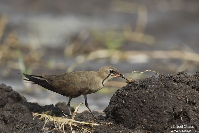 Collared Pratincole, identification