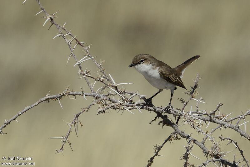 Marico Flycatcher, identification