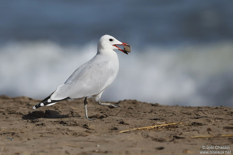 Goéland d'Audouin, identification