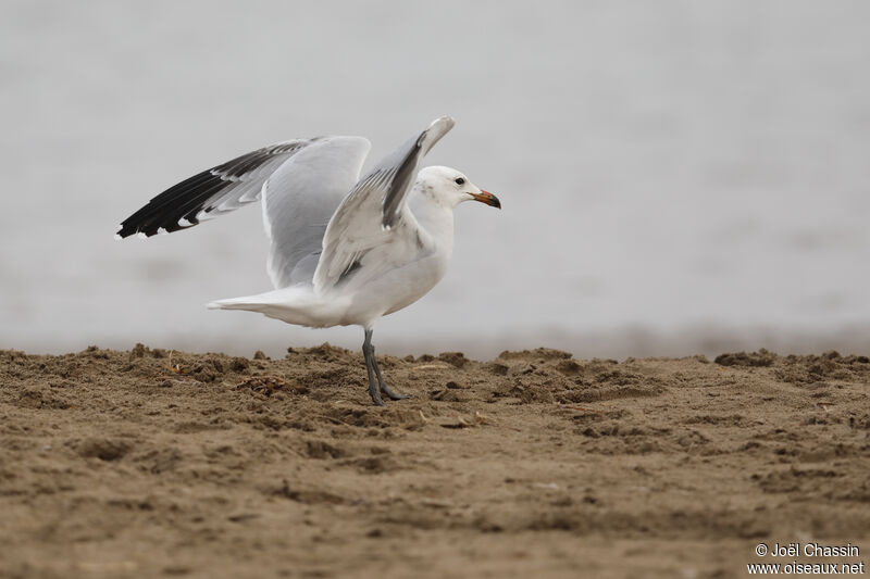 Goéland d'Audouin, identification