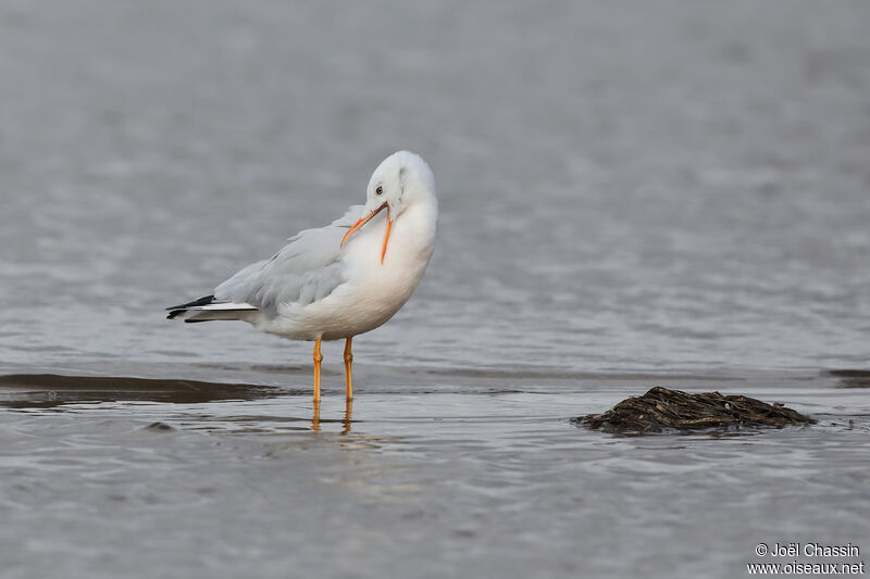 Goéland railleur, identification