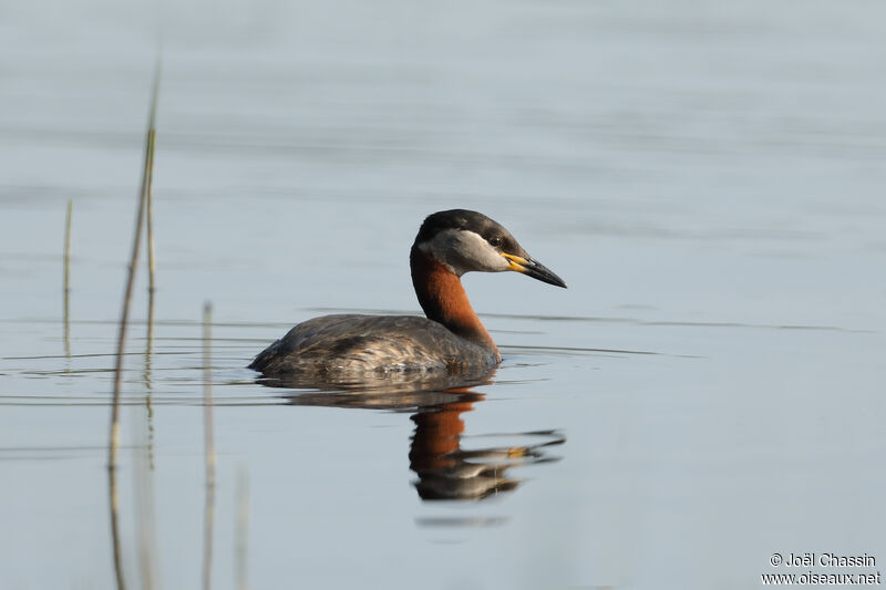 Red-necked Grebe