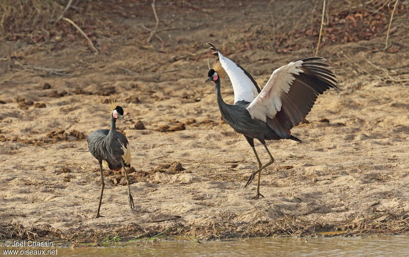 Black Crowned Crane