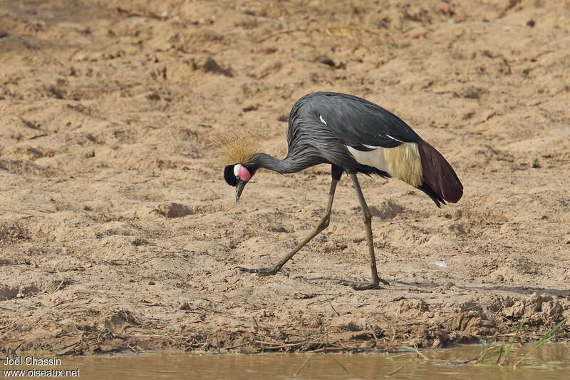 Black Crowned Craneadult, fishing/hunting, Behaviour