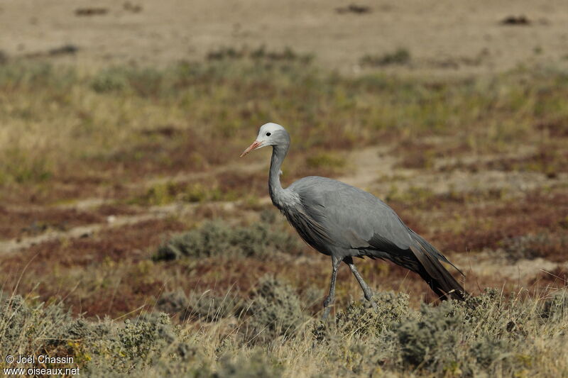 Blue Crane, identification, walking