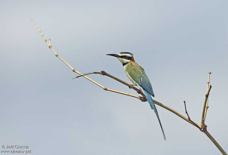 White-throated Bee-eater, identification