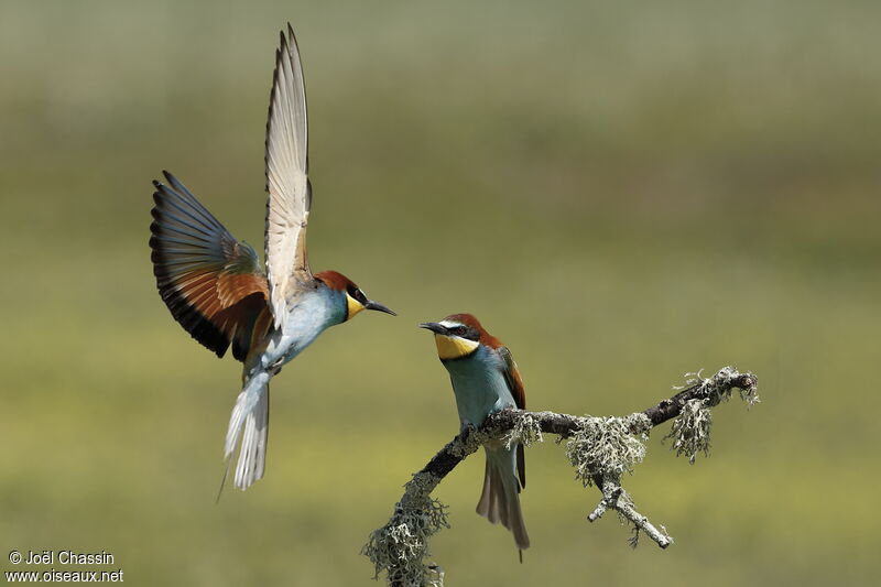 European Bee-eater, Flight