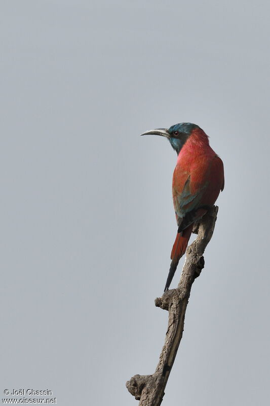 Guêpier écarlate, identification