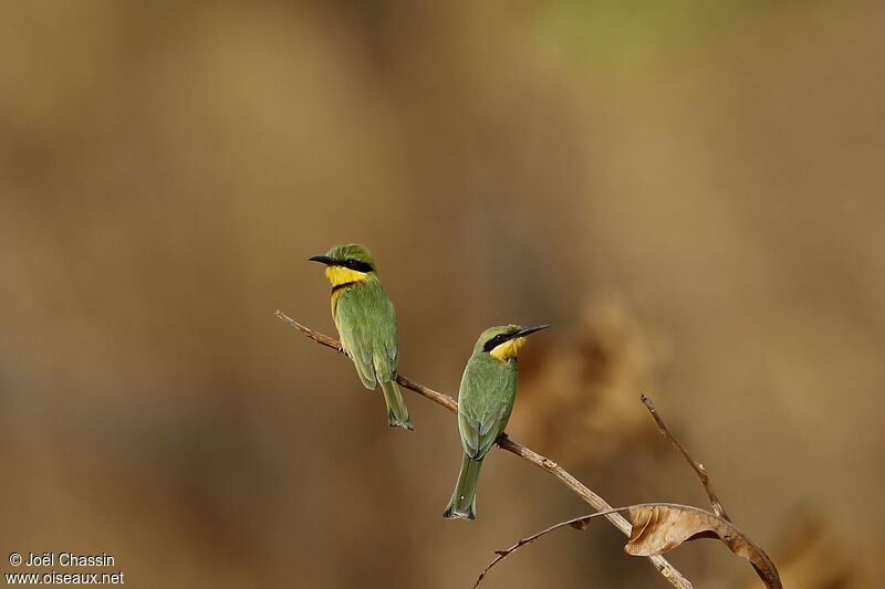 Guêpier nain, identification