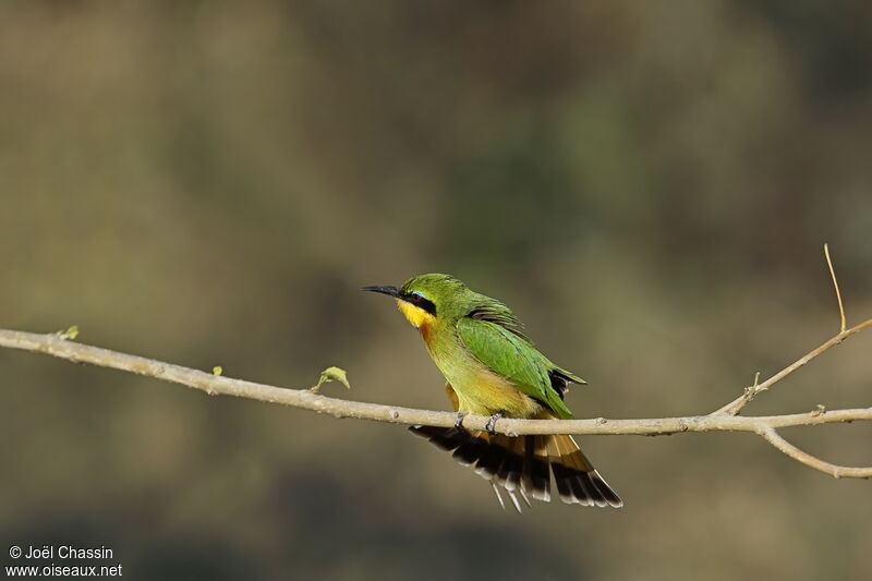 Little Bee-eater, identification