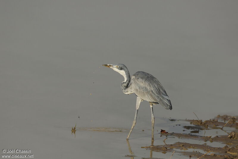 Black-headed Heron, identification