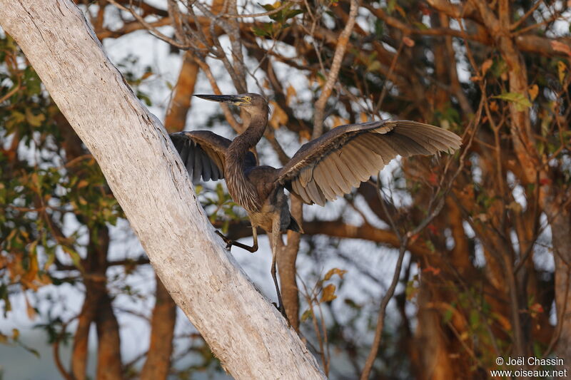 Great-billed Heron, identification