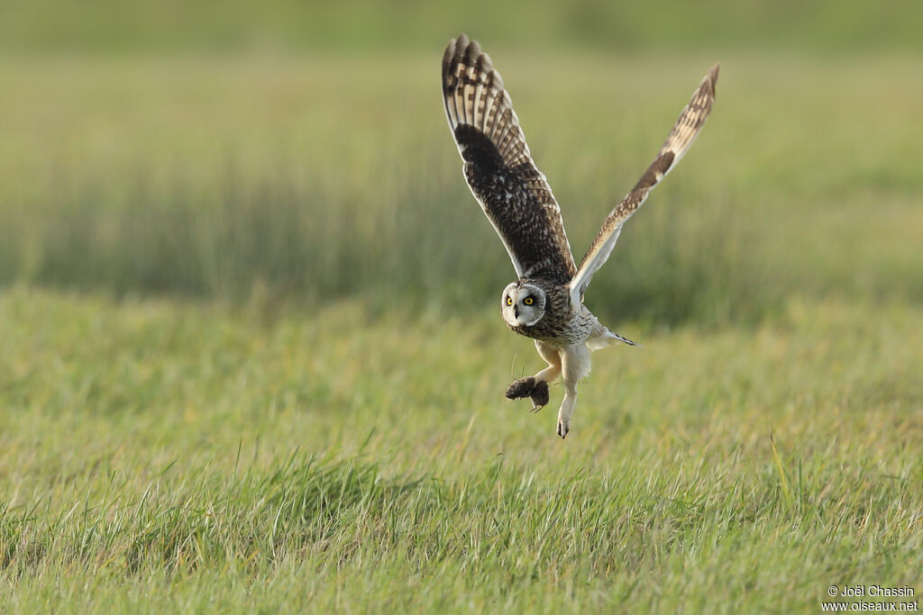 Hibou des marais, Vol