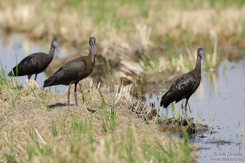 Ibis falcinelle