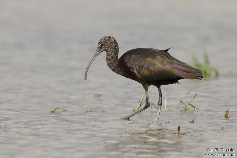 Ibis falcinelle