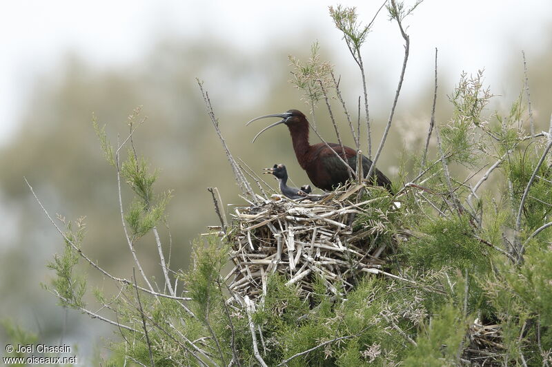 Ibis falcinelle, identification