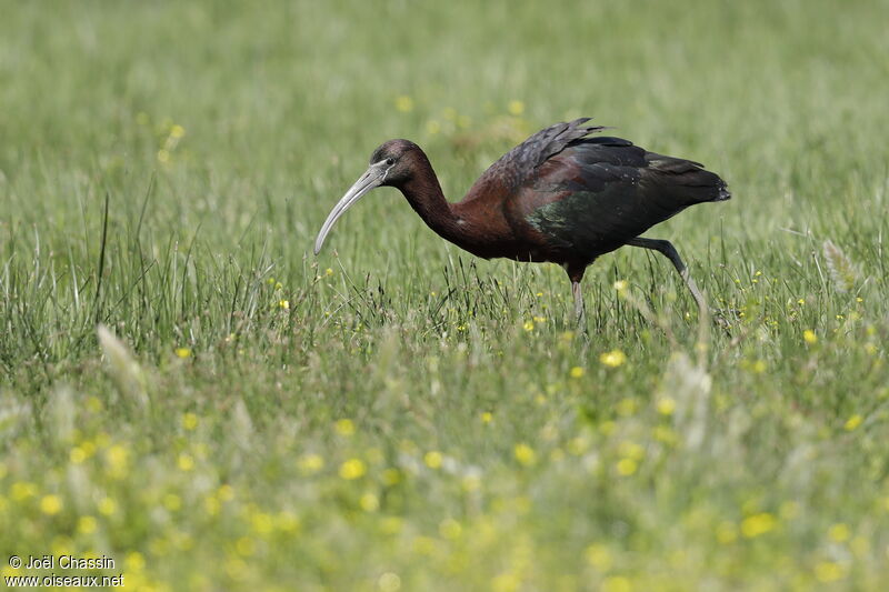 Ibis falcinelle, identification