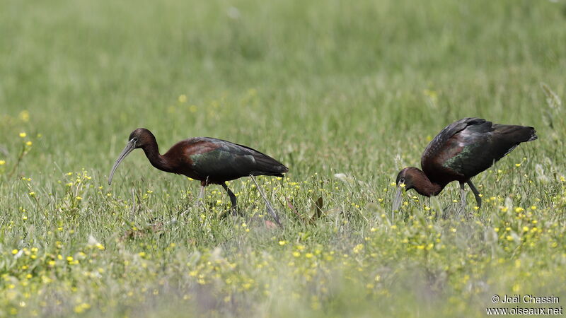 Ibis falcinelleadulte