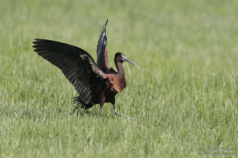 Ibis falcinelle, identification