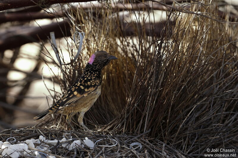 Jardinier tacheté, identification