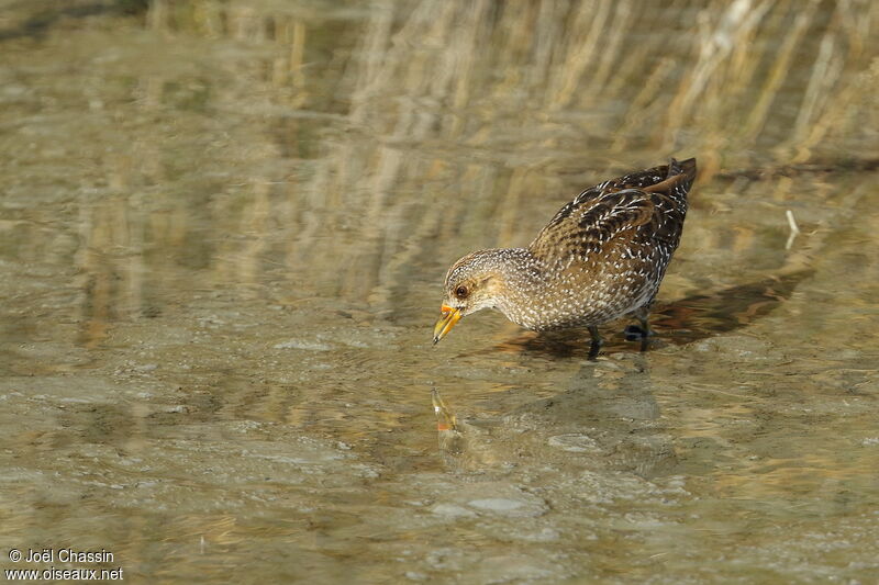 Spotted Crake, identification