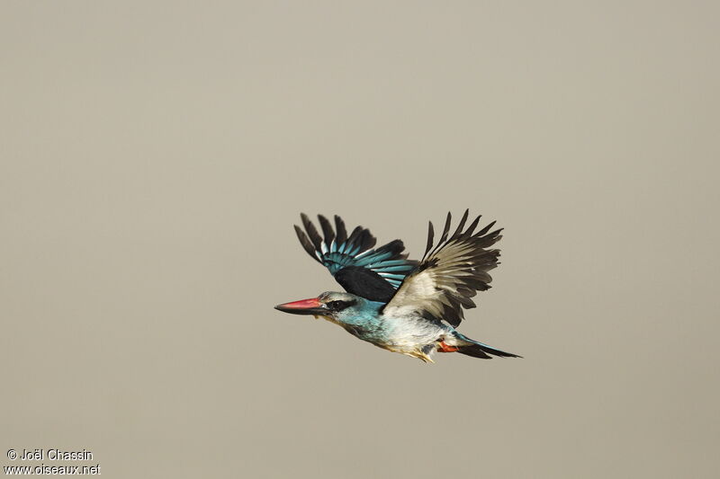 Martin-chasseur à poitrine bleue, Vol