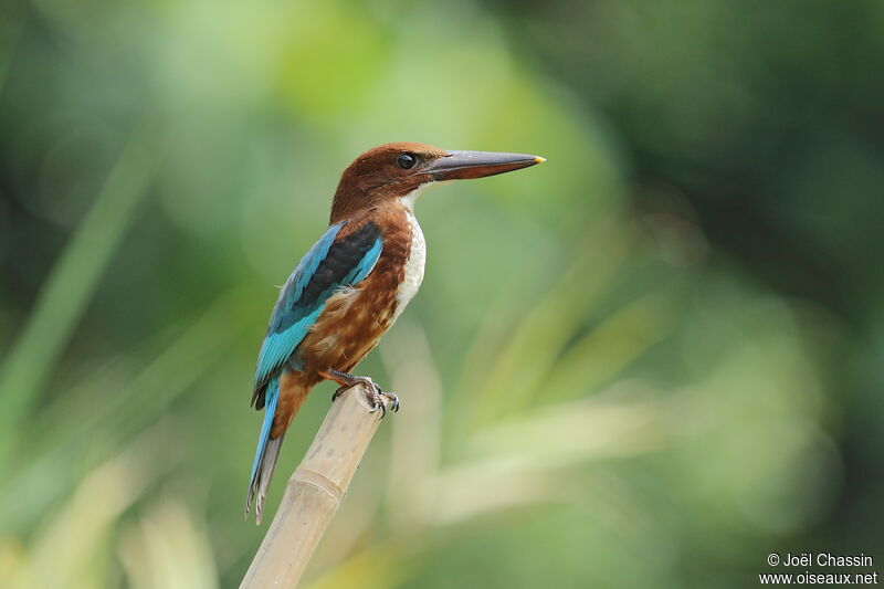 White-throated Kingfisher, identification