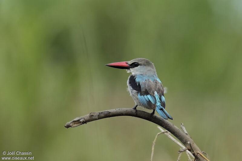 Woodland Kingfisher, identification