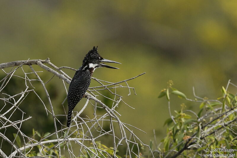 Giant Kingfisher