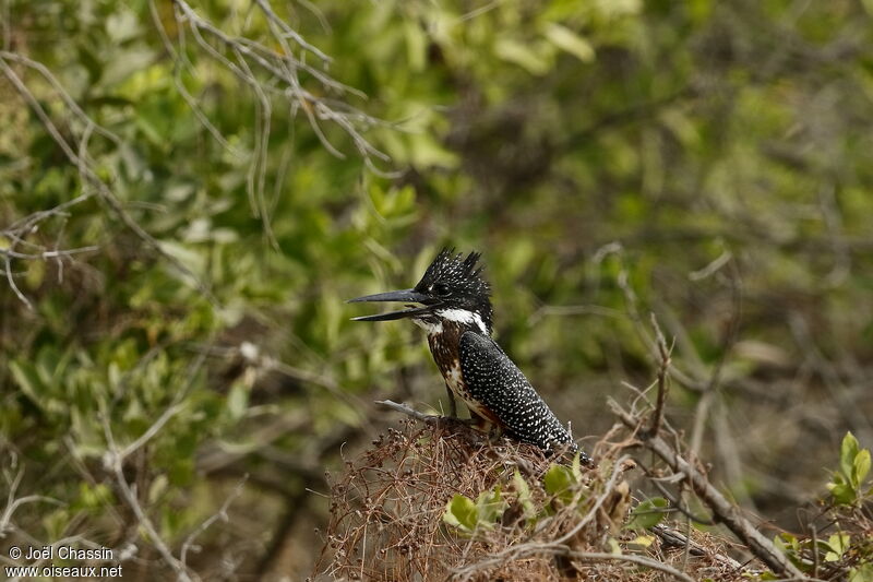 Giant Kingfisher, identification